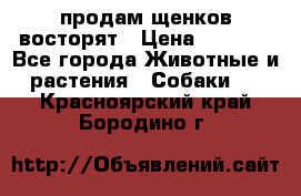 продам щенков восторят › Цена ­ 7 000 - Все города Животные и растения » Собаки   . Красноярский край,Бородино г.